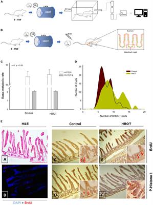 Hyperbaric Oxygen Increases Stem Cell Proliferation, Angiogenesis and Wound-Healing Ability of WJ-MSCs in Diabetic Mice